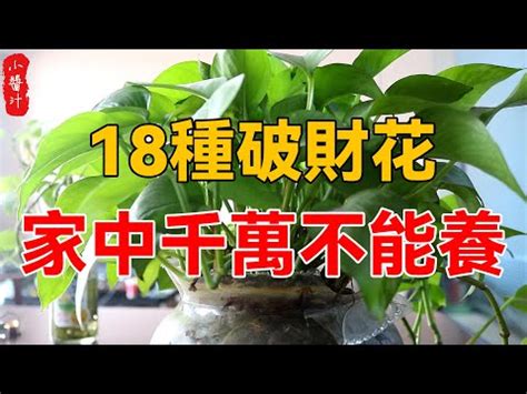 陽台養鳥風水|前陽台招財植物大全！15 種適合陽台的植物助你財源。